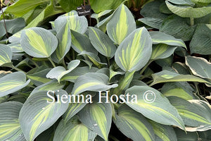 Hosta Dinner Jacket 