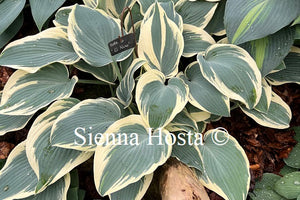 Hosta El Nino