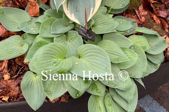 Hosta 'Peter Pan'