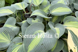 Hosta 'Touch of Class'