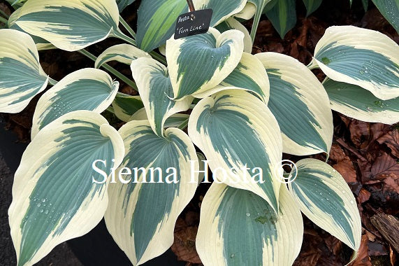 Hosta Firn Line