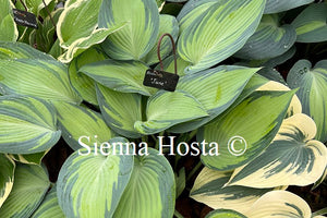 Hosta June