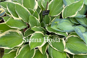 Hosta Hasta Manana