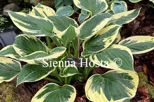 Hosta Independence