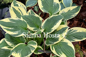 Hosta Independence