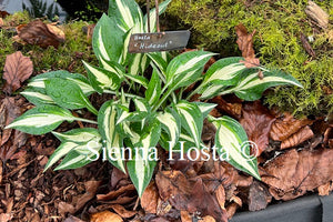 Hosta Hideout