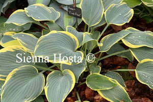 Hosta First Frost