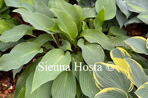 Hosta Deanes Dream