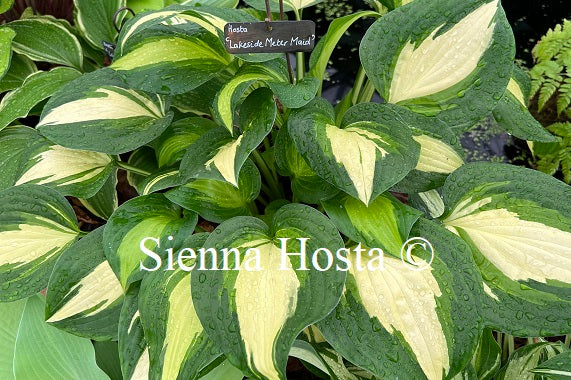 Hosta Lakeside Meter Maid