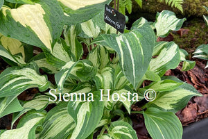 Hosta Allegan Fog