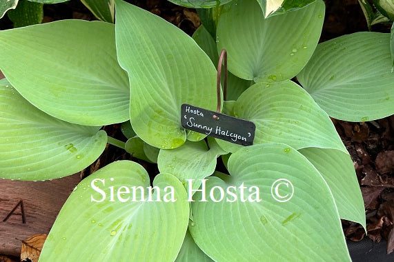 Hosta Sunny Halcyon