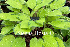 Hosta 'Paradise Island'