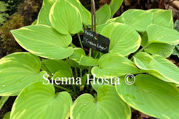 Hosta Cream Edger