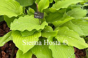 Hosta 'Ruffed Up'