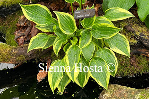 Hosta Heather Hill