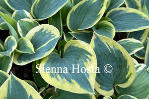 Hosta 'Flemish Tradition'