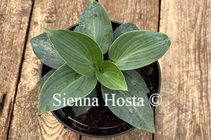 Hosta 'Kiwi Blue Baby'