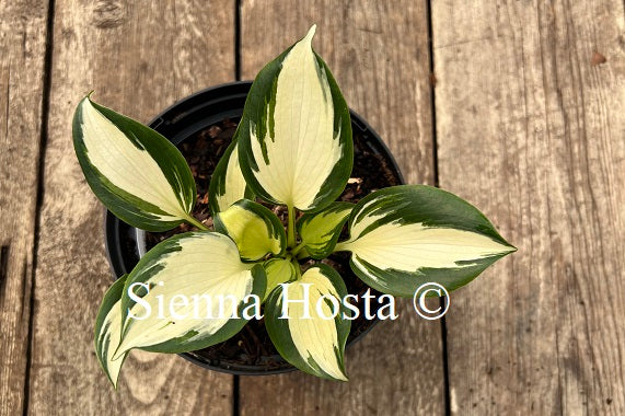 Hosta 'White Jewel'