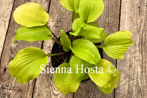 Hosta 'Hotshot'