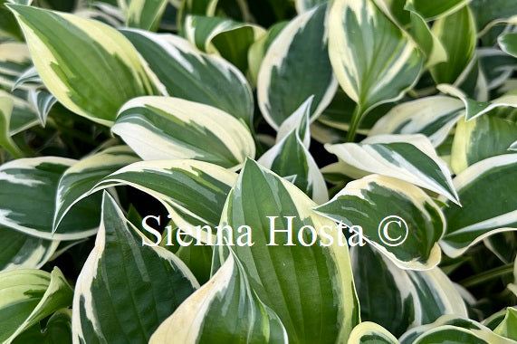 Hosta 'Karin'