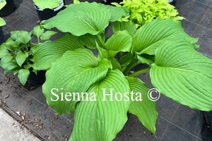 Hosta 'Dancefloor Filler'