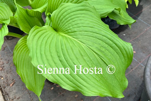 Hosta 'Dancefloor Filler'