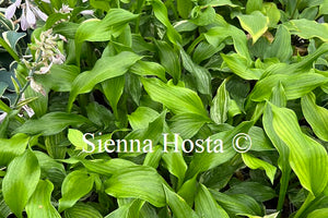 Hosta 'White Feather Improved'