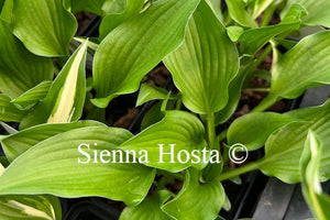 Hosta 'Smuggler's Cove'