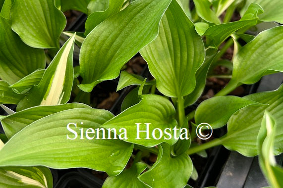 Hosta 'Smuggler's Cove'