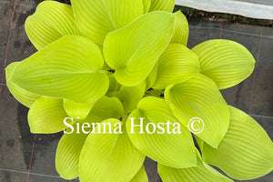 Hosta 'Zitronenfalter'