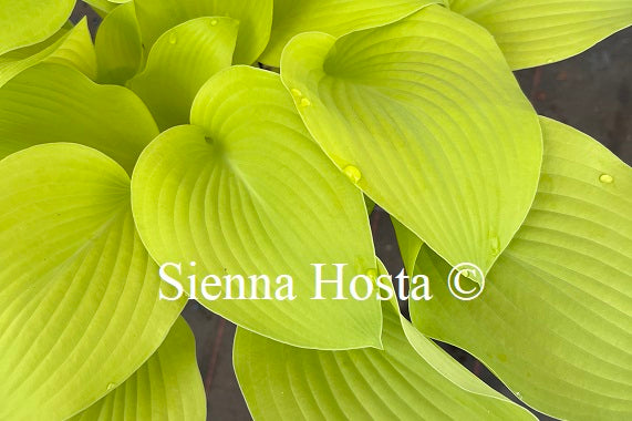 Hosta 'Zitronenfalter'