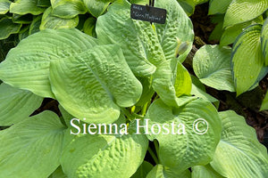 Hosta Corn Muffin