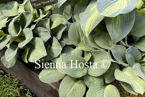 Hosta 'Blue Mouse Ears'