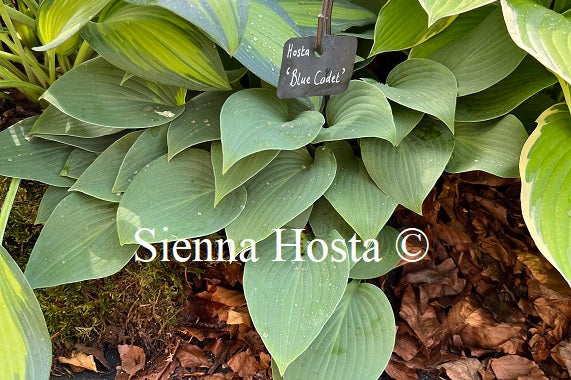 Hosta Blue Cadet