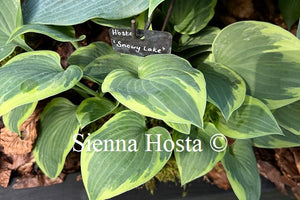 Hosta Snowy Lake