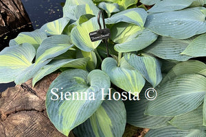 Hosta Dinner Jacket