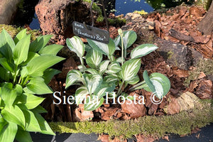 Hosta 'Pandora's Box' - Sienna Hosta