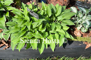 Hosta Paradise Puppet