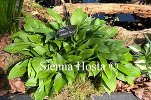 Hosta 'Small Parts'