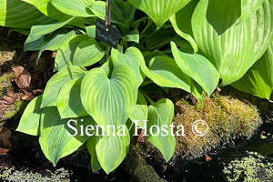Hosta 'Parky's Prize'