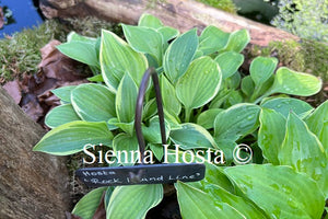 Hosta 'Rock Island Line'