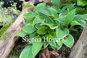 Hosta 'Rock Island Line'