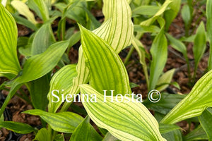 Hosta 'Zebra Stripes'