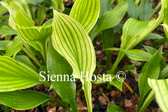 Hosta 'Zebra Stripes'