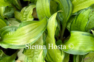 Hosta 'Pineapple Salsa'