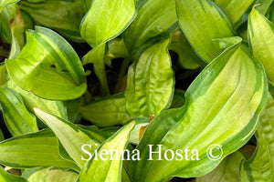 Hosta 'Pineapple Salsa'