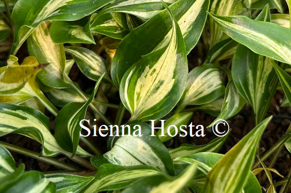 Hosta 'Dixie Chickadee'