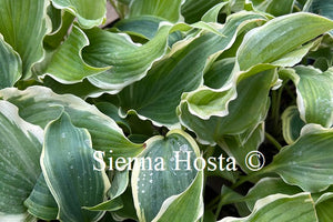 Hosta 'Sultans of Swing'