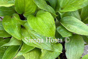 Hosta 'German Yellow Dragon'