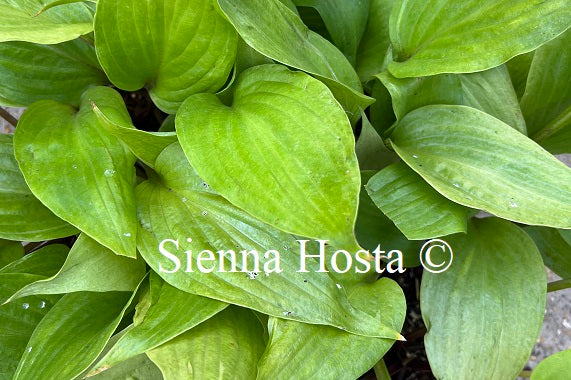 Hosta 'German Yellow Dragon'